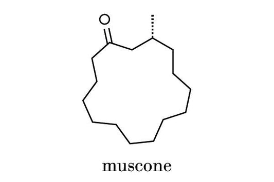 Die Faszination von Moschus: Ein Dufterlebnis mit Kazaar Fragrances - Kazaar